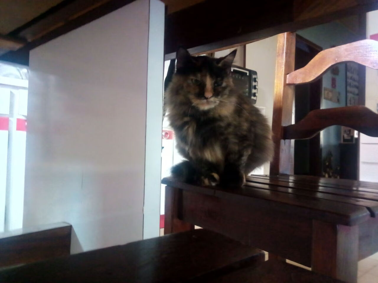 阿尔瓦雷斯稳定输出不掉线，新西兰生死战力克加拿大